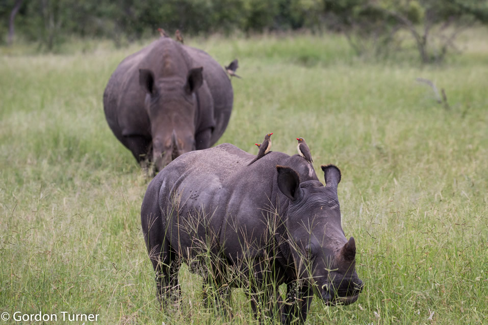 <h2>The Best of South Africa Escorted 2019</h2>Kruger Safari, Cape Town, the Winelands & Garden Route | 14 Nights | 5 Rounds | February 23 - March 9